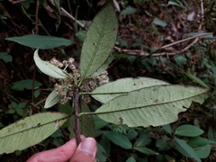 Photinia integrifolia