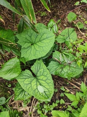 Ligularia fischeri
