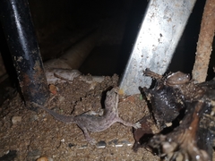 Hemidactylus bowringii