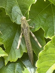 Anacridium aegyptium