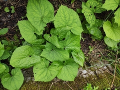 Ligularia fischeri