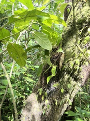 Pleurothallis ruscifolia