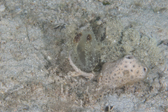 Melibe pilosa