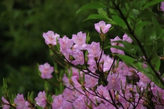 Rhododendron mariesii