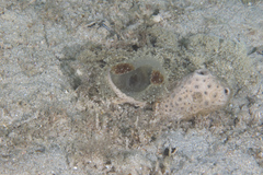 Melibe pilosa