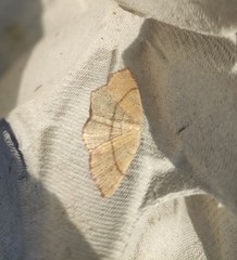 Cyclophora punctaria