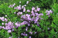 Rhododendron mariesii