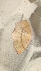 Cyclophora punctaria