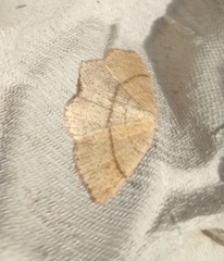 Cyclophora punctaria