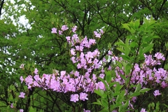 Rhododendron mariesii