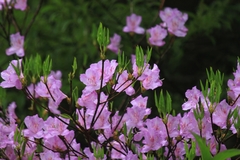 Rhododendron mariesii