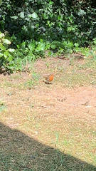 Erithacus rubecula