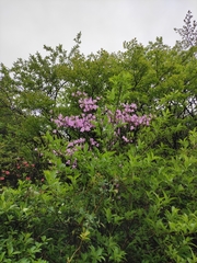Rhododendron mariesii