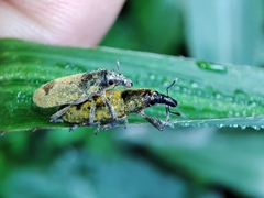 Gasteroclisus