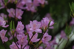 Rhododendron mariesii