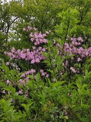 Rhododendron mariesii