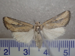 Ectopatria pelosticta