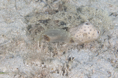 Melibe pilosa