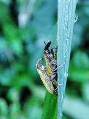Gasteroclisus