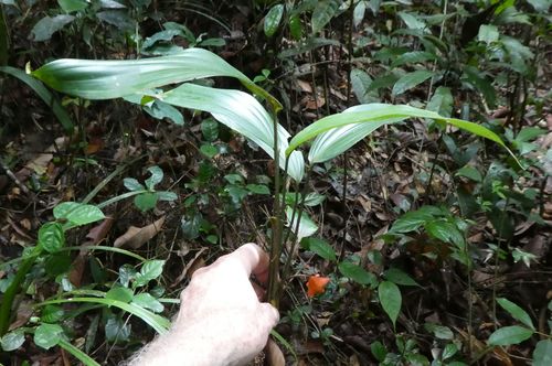 Dracaena praetermissa
