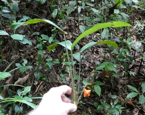 Dracaena praetermissa image