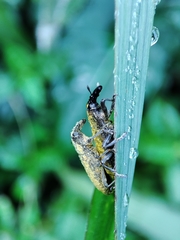 Gasteroclisus