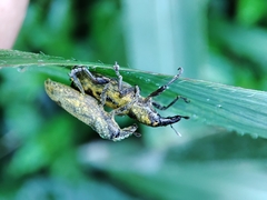 Gasteroclisus