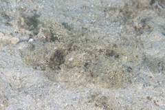 Melibe pilosa