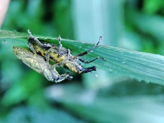 Gasteroclisus