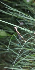 Agriocnemis pygmaea