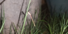 Agriocnemis pygmaea