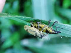 Gasteroclisus