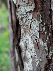 Chaenotheca ferruginea