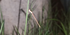 Agriocnemis pygmaea