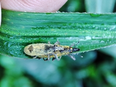Gasteroclisus