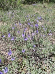 Veronica pectinata