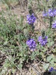 Veronica pectinata