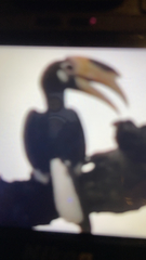 Anthracoceros coronatus