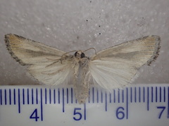 Ectopatria pelosticta