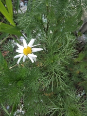 Tripleurospermum inodorum