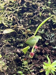 Lepanthes caritensis