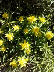 Euphorbia epithymoides