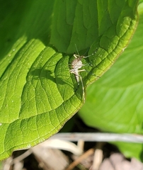 Aedes canadensis