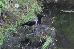 Corvus cornix