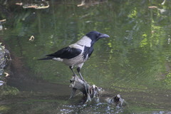 Corvus cornix