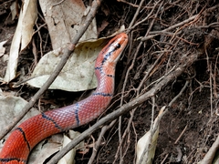 Oreocryptophis porphyraceus