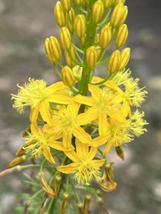 Bulbine latifolia latifolia