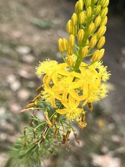 Bulbine latifolia latifolia
