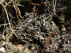 Peltigera monticola