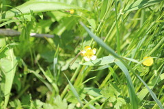 Platycnemis pennipes